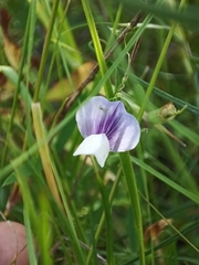 Lathyrus berteroanus