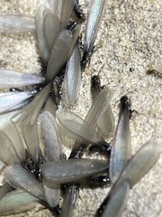 Gnathamitermes