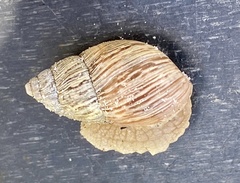 Bothriembryon brazieri