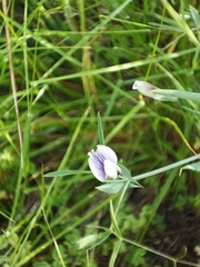 Lathyrus berteroanus