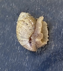 Bothriembryon brazieri