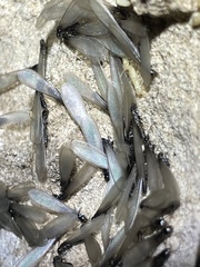 Gnathamitermes