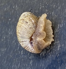 Bothriembryon brazieri