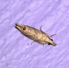 Tortricoidea
