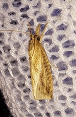 Diatraea lisetta