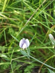 Lathyrus berteroanus