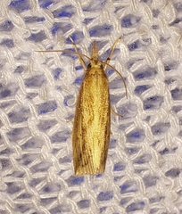 Diatraea lisetta
