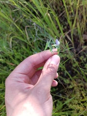 Lathyrus berteroanus