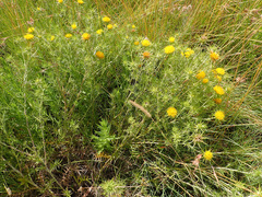 Berkheya pinnatifida ingrata