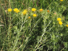 Berkheya pinnatifida ingrata
