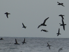 Ardenna tenuirostris