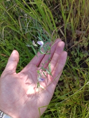 Lathyrus berteroanus