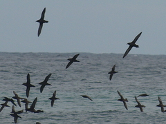 Ardenna tenuirostris