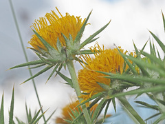 Berkheya pinnatifida ingrata