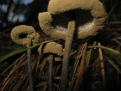Lyophyllaceae