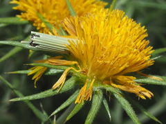 Berkheya pinnatifida ingrata