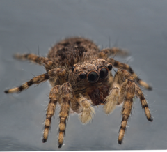 Mexigonus