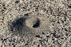 Endiodioctes