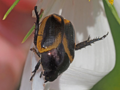 Popillia bipunctata