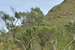 Olearia traversiorum