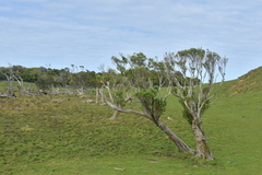 Olearia traversiorum