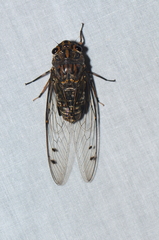 Orientopsaltria