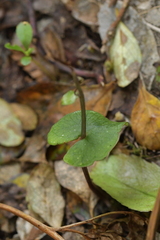 Acianthus sinclairii