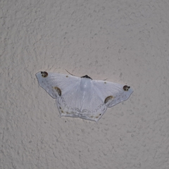 Sericoptera