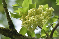 Plagianthus regius chathamicus