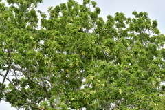 Plagianthus regius chathamicus