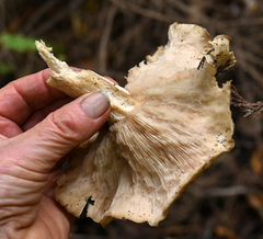 Leucopaxillus gentianeus
