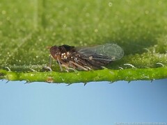 Pissonotus piceus