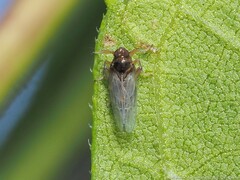 Pissonotus piceus