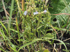 Salvia repens