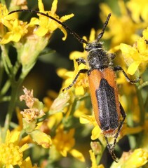 Crossidius suturalis