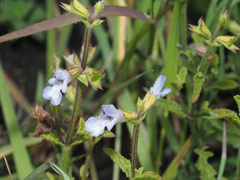 Salvia repens