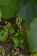 Acianthus sinclairii