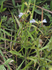 Salvia repens