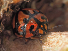 Sphaerocoris testudogrisea