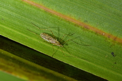 Amphineurus hudsoni