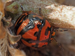 Sphaerocoris testudogrisea