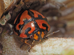 Sphaerocoris testudogrisea