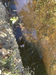 Ludwigia peploides glabrescens