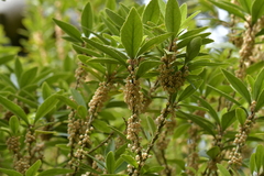 Melicytus chathamicus