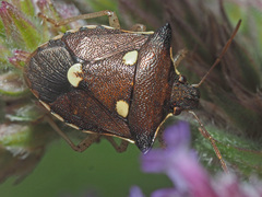 Carbula trisignata