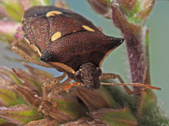 Carbula trisignata