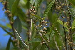 Melicytus chathamicus