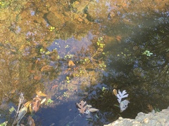 Ludwigia peploides glabrescens