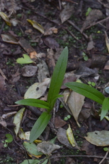 Pterostylis silvicultrix