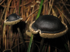 Lyophyllaceae